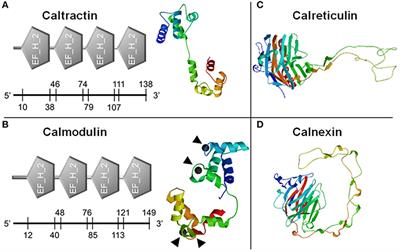 Production of Calcium-Binding Proteins in Crassostrea virginica in Response to Increased Environmental CO2 Concentration